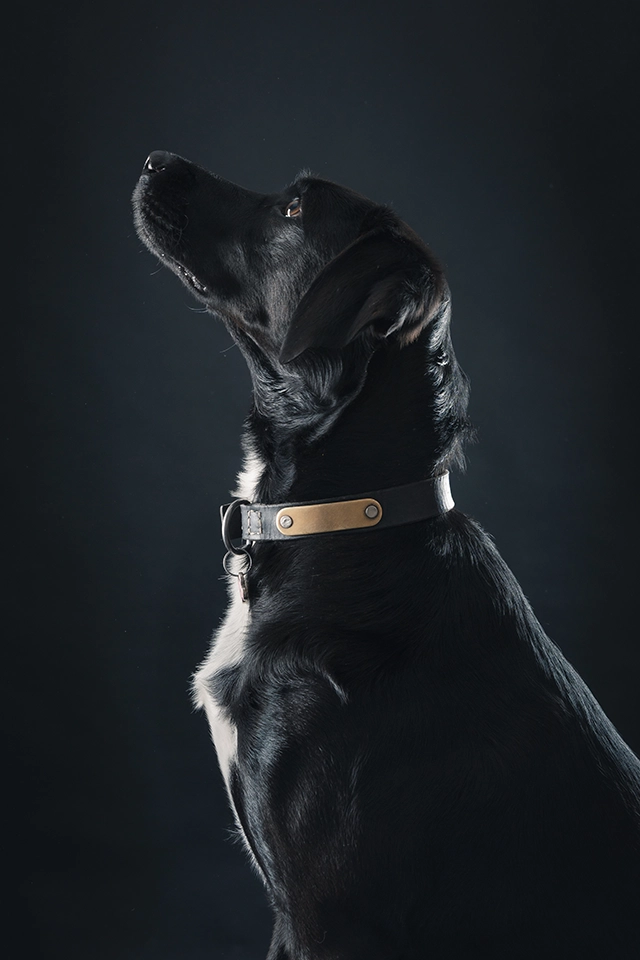 photographe_mariage_nimes_shooting_nimes_identite_6 shooting photo animaux