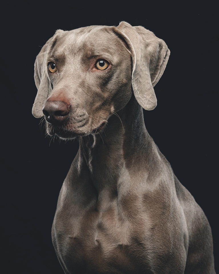 portrait chien photo en studio 
