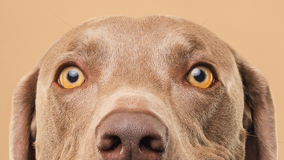 Portrait chien creatif en studio photo 