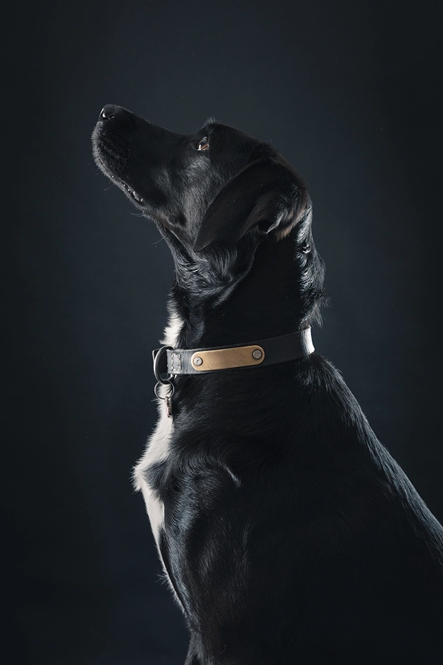 portrait de chien en studio photo