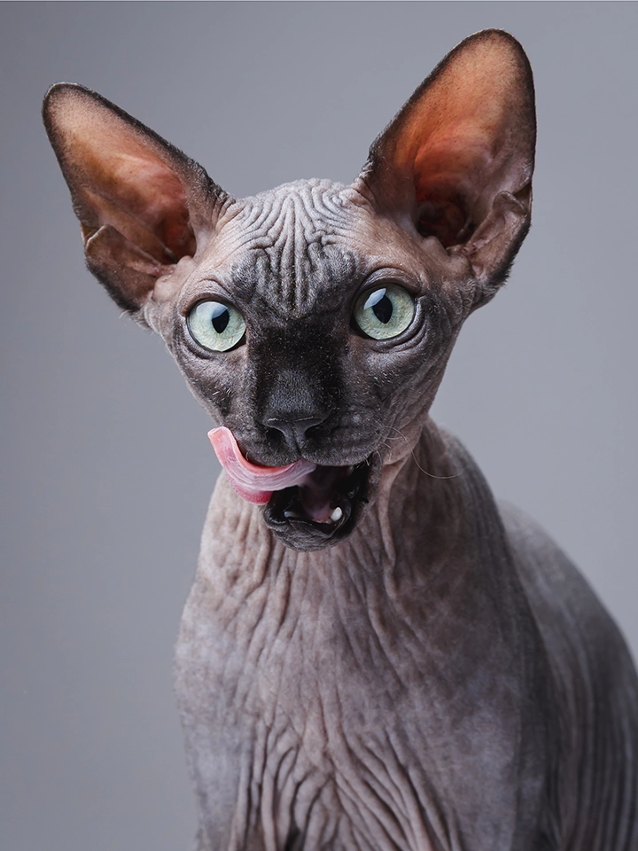 séance photo sphynx en studio 