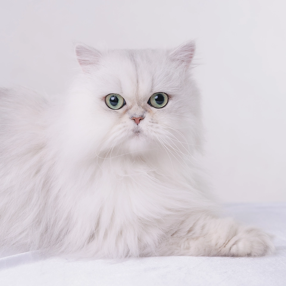 portrait photo de chat en studio