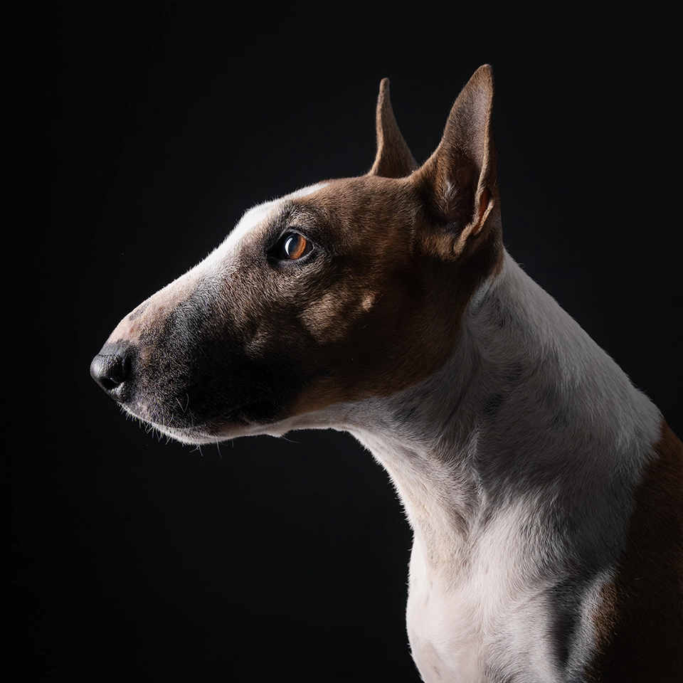 portrait photo de chien en studio